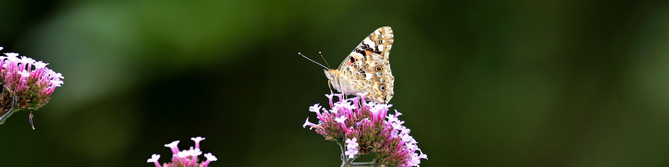 painted lady butterfly on verbena
