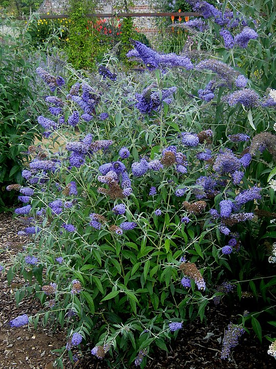 LS Buddleja 'Buzz Lavender', plant